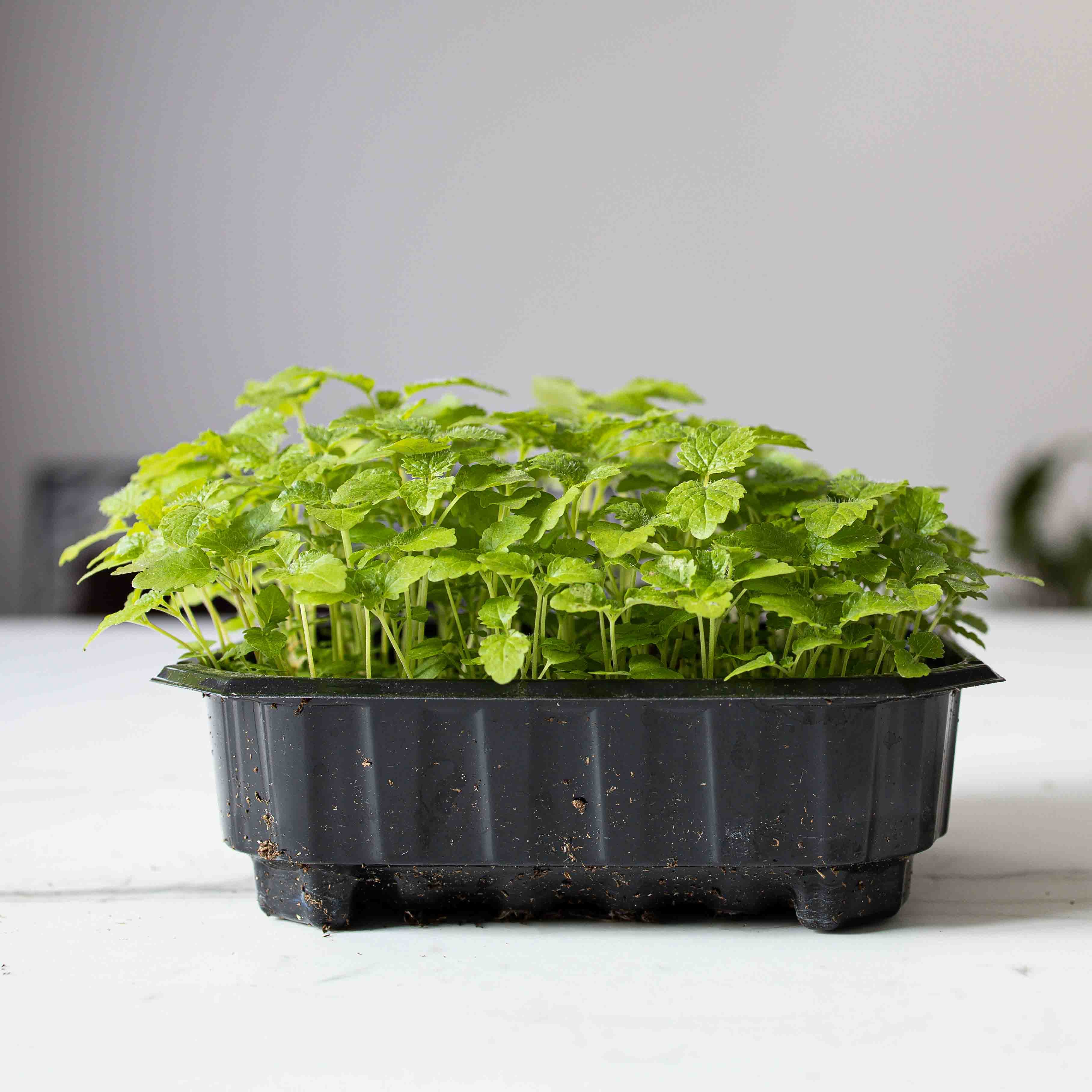 Citroenmelisse (Lemon Balm) photo 1