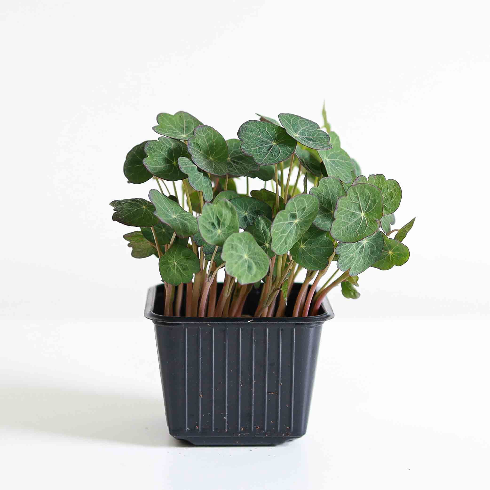 Nasturtium 'Empress of India' photo 1