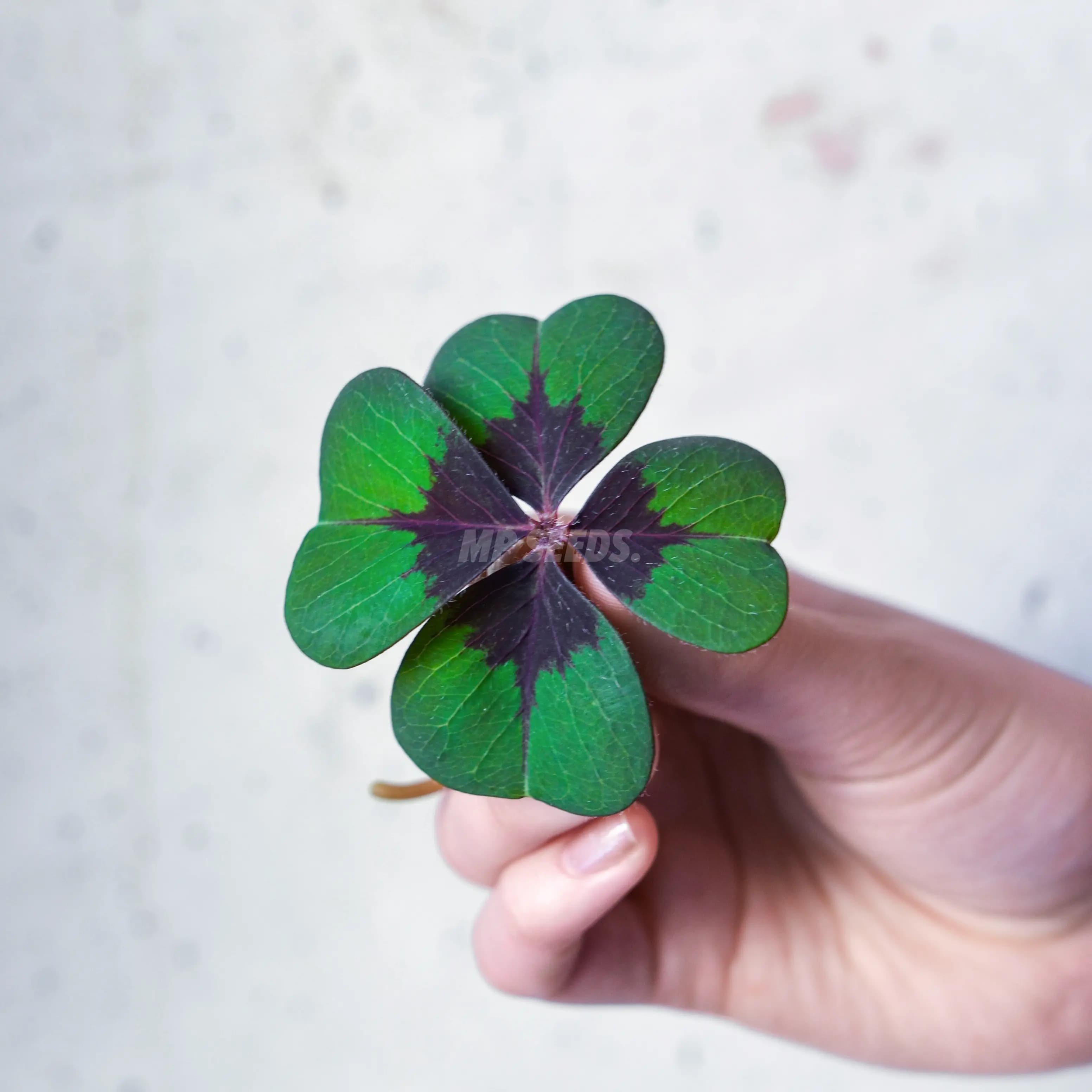 Klavertje vier (Oxalis Deppei) photo 1