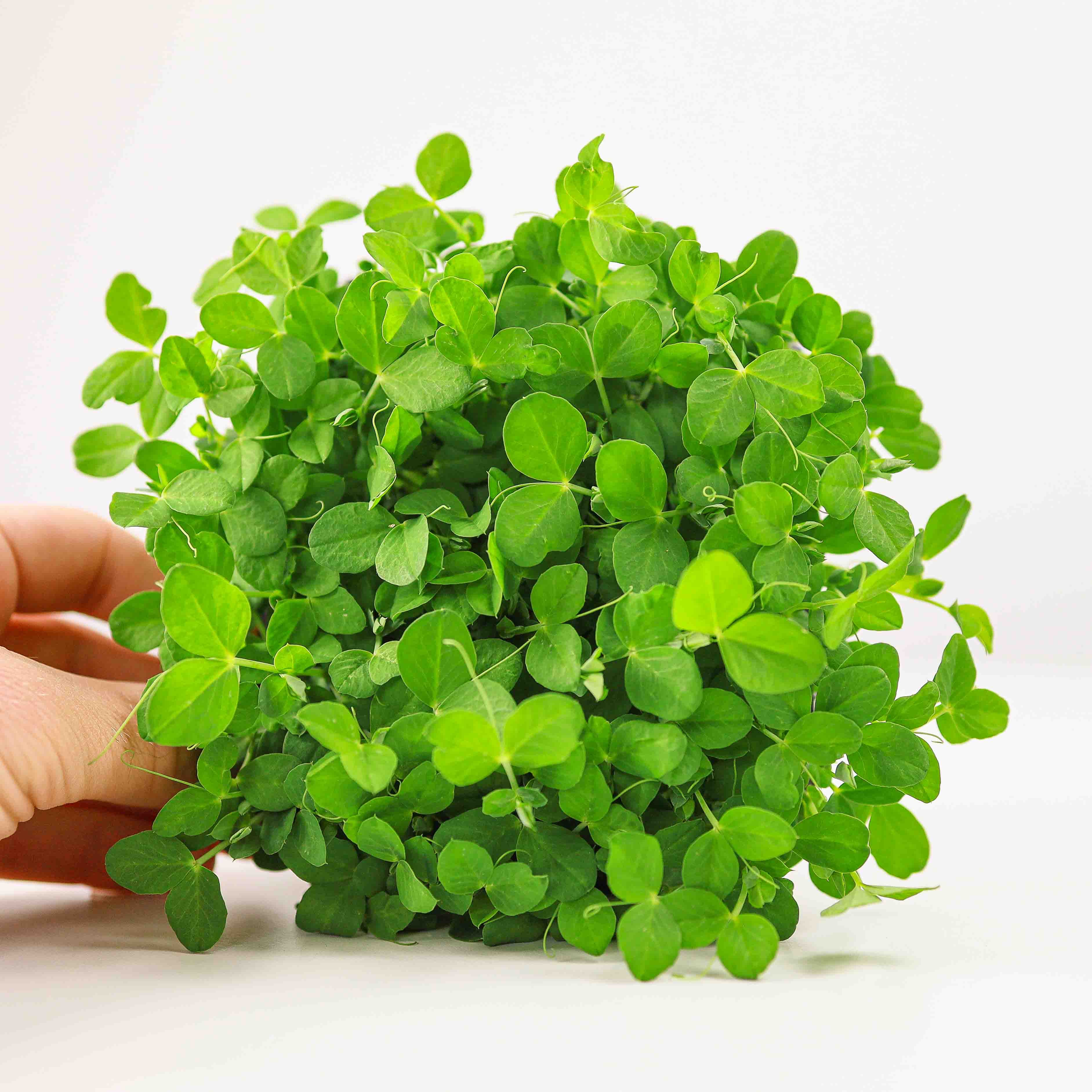 Salad Pea (Pea Dunn) photo 1