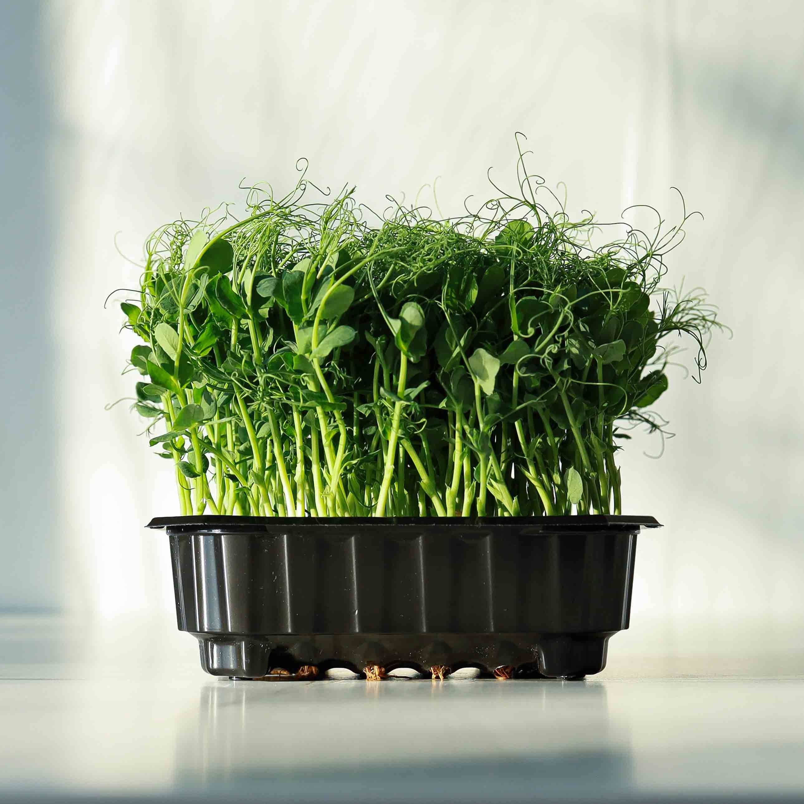 Microgreens