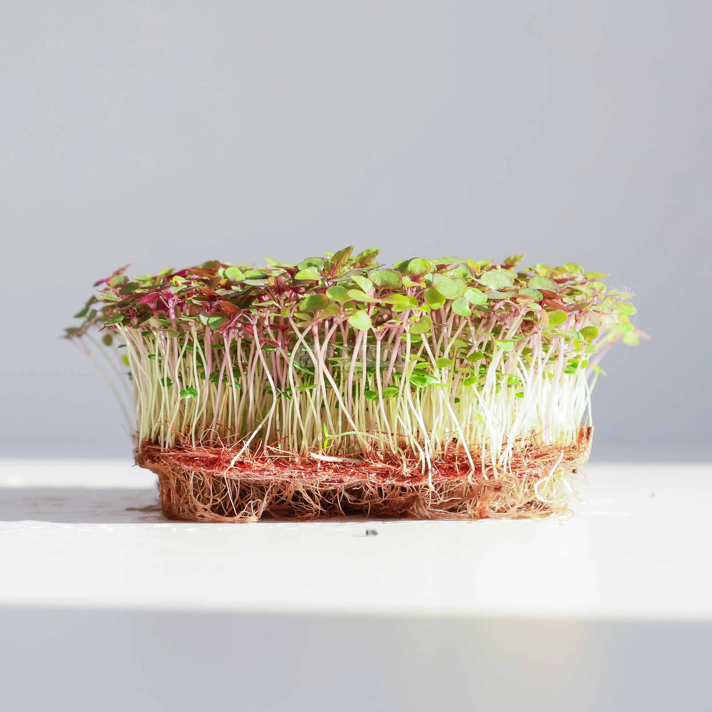 Shiso Bicolor photo 1