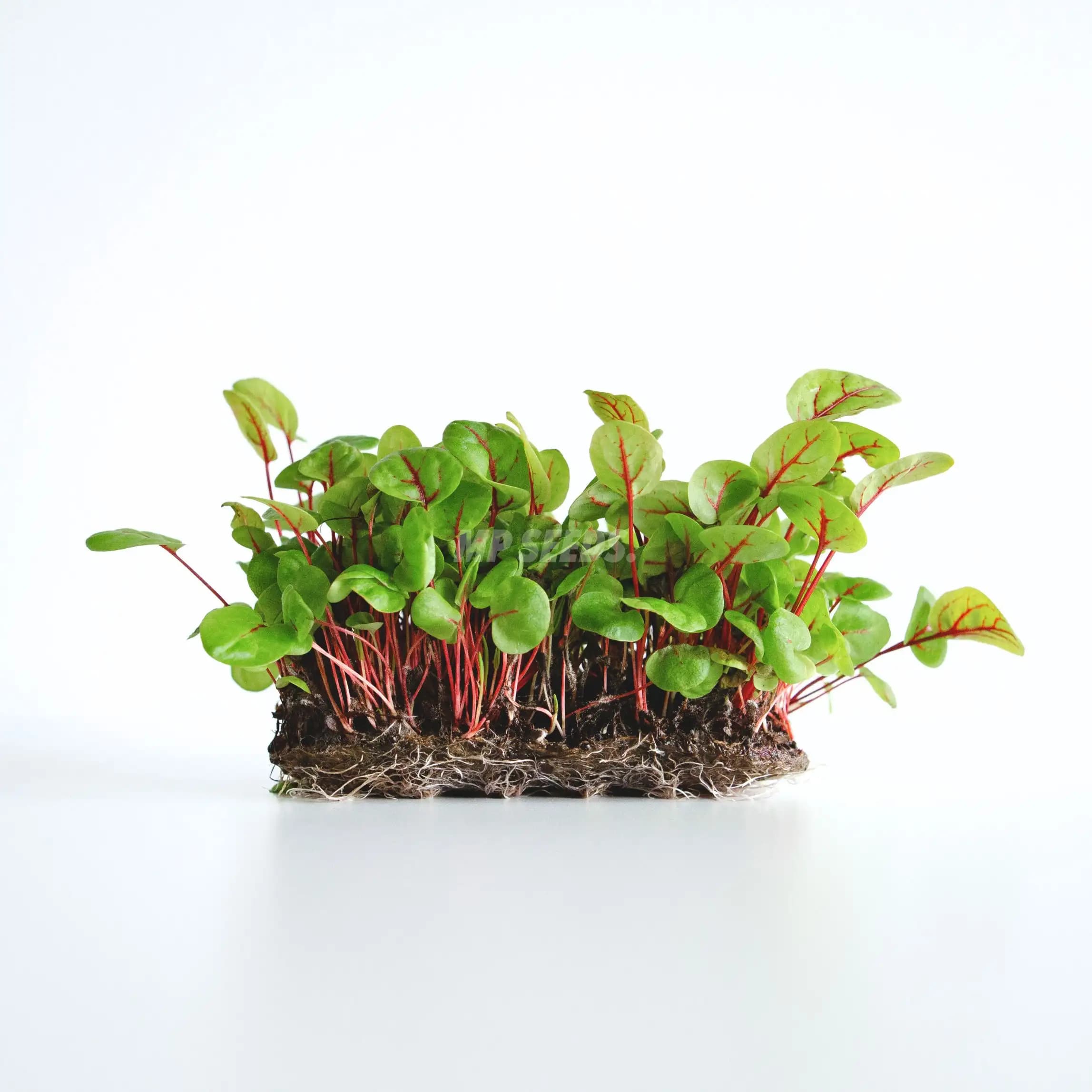 Rode Zuring (Sorrel Red Veined) photo 1