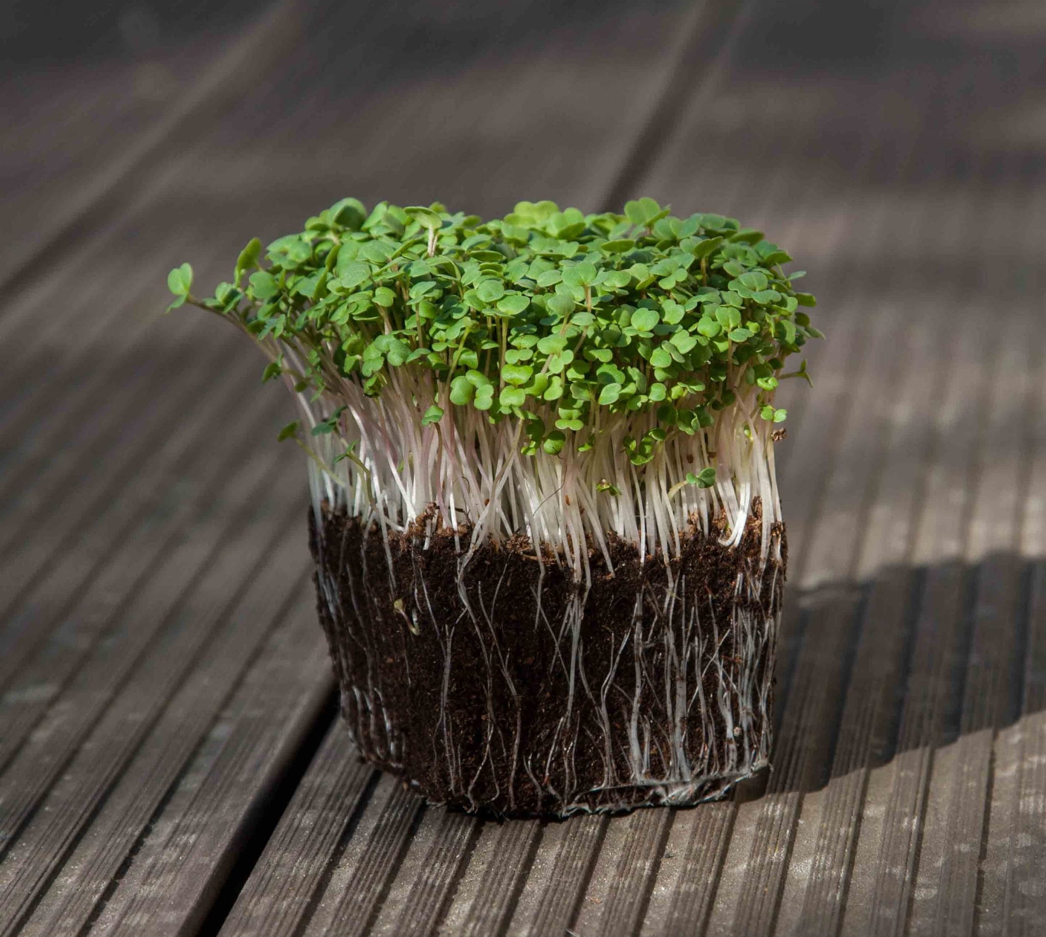 Rucola 'Red Rocket' photo 1