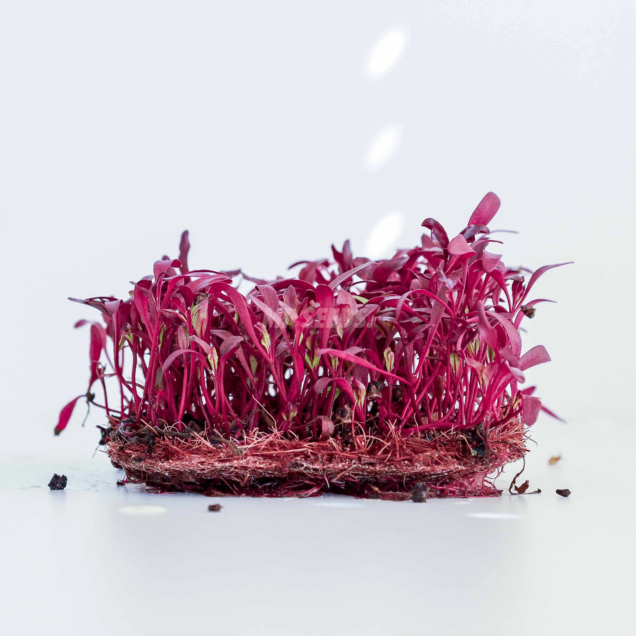 Biet 'Bulls Blood' photo 1