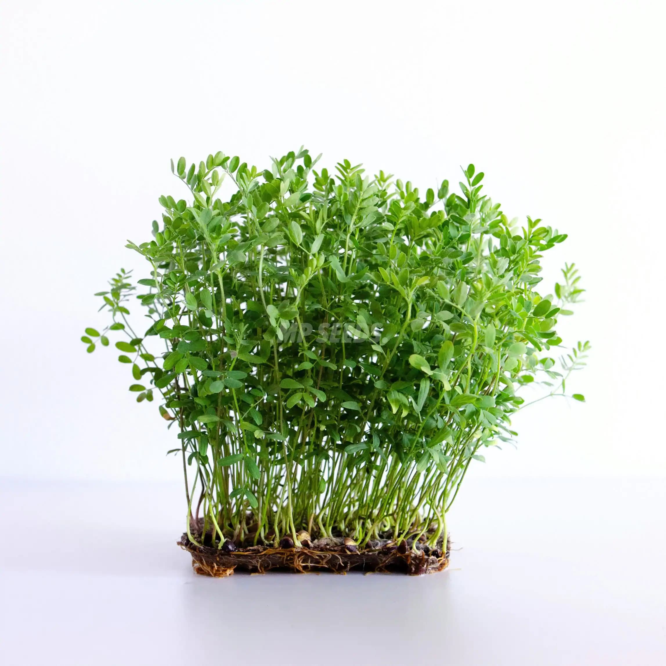 Linzen (Lentils) photo 1